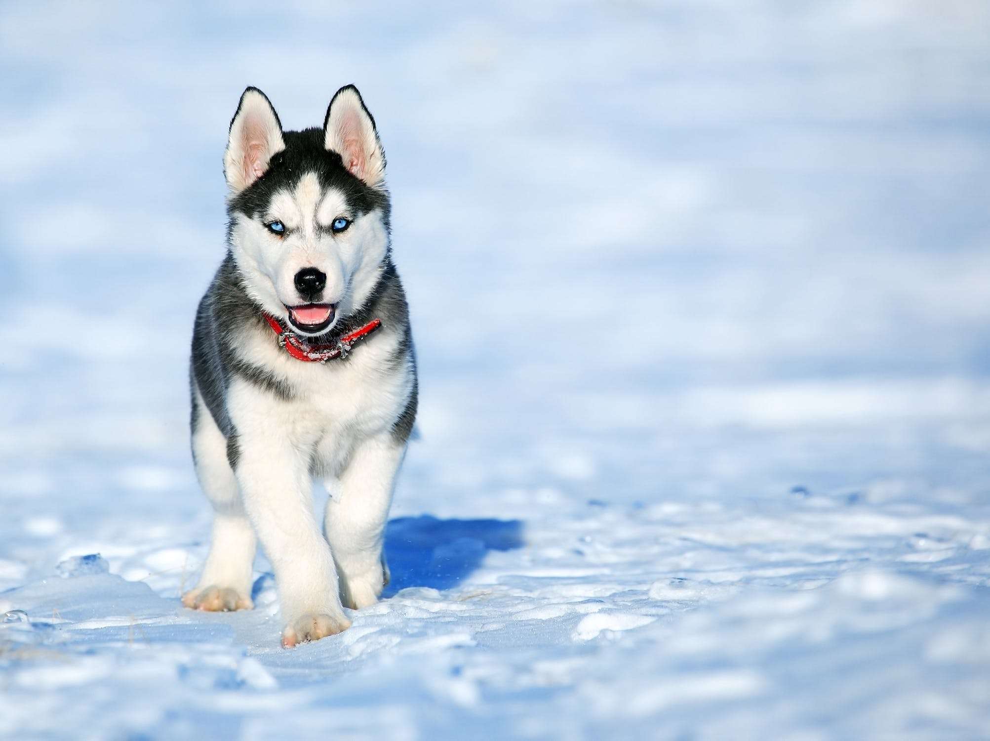 1686723629 husky dog 1