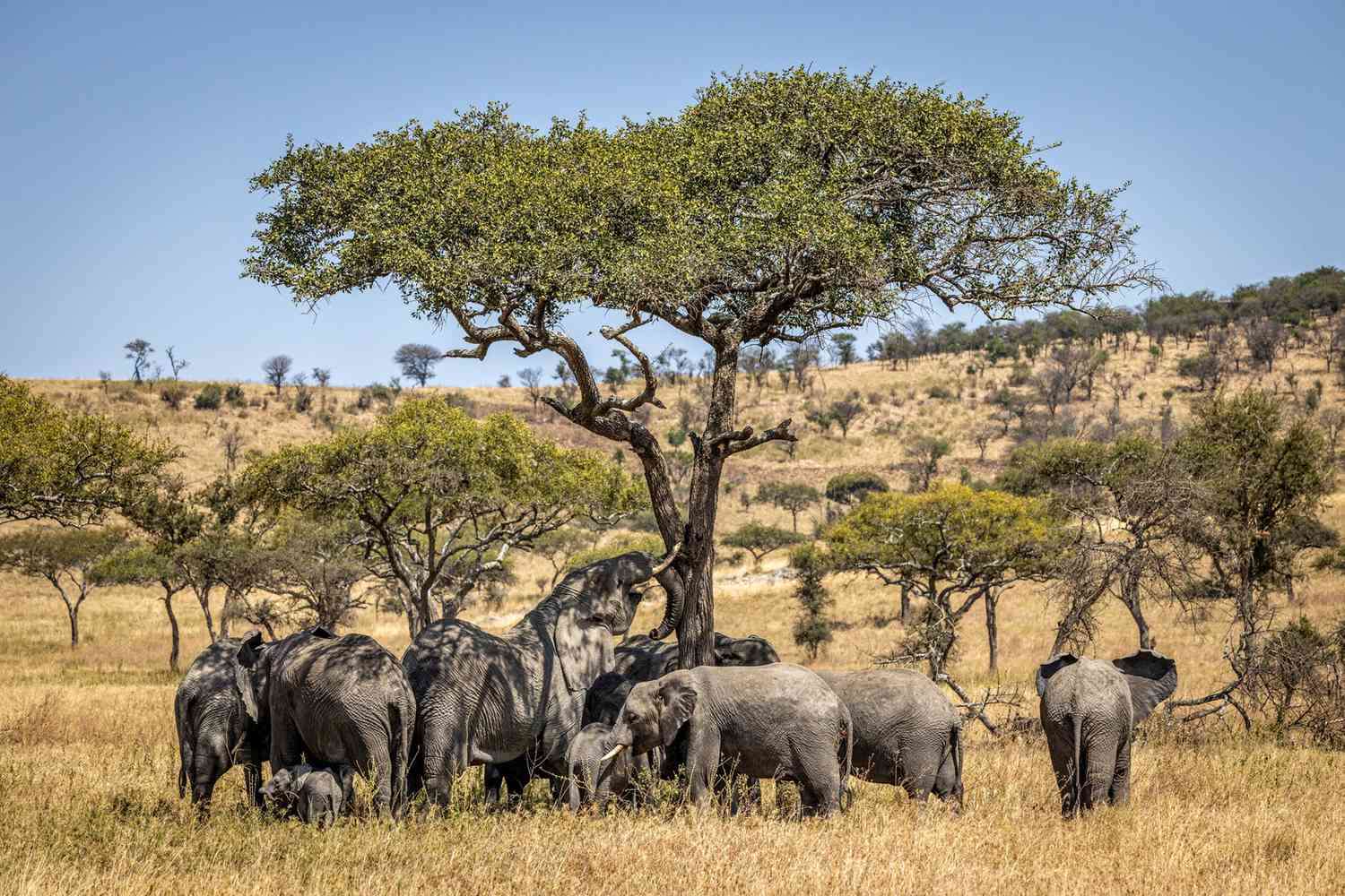 1686731170 elephant family kenya kenyanaming1021 bf3f8f2858e24abc84c5f69c72f694cc