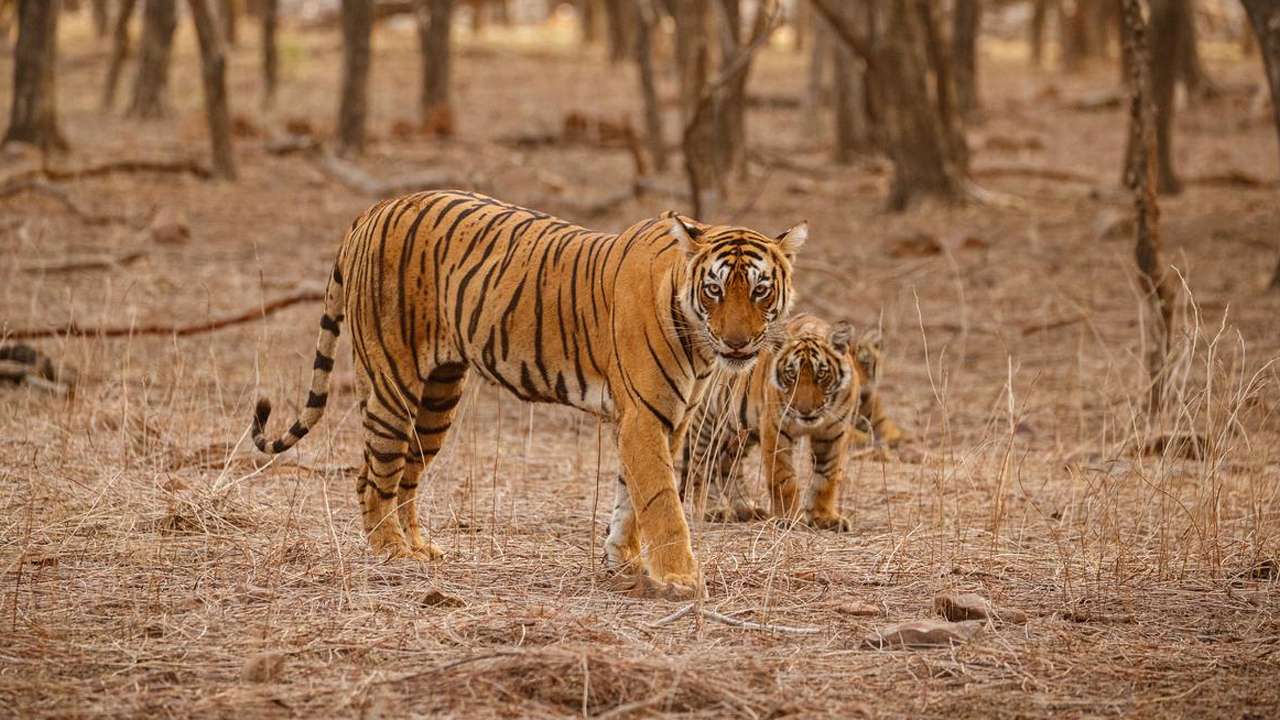 1686731216 tiger 83