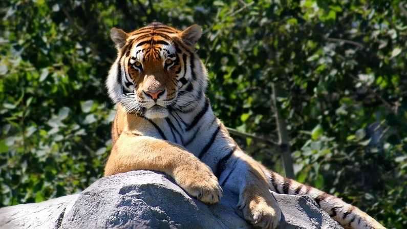 1686731258 tiger2
