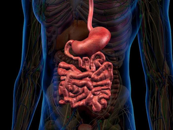 1687591651 human body facts 5