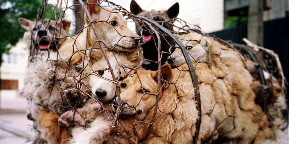 1687592667 1000 yulin dogs in cages