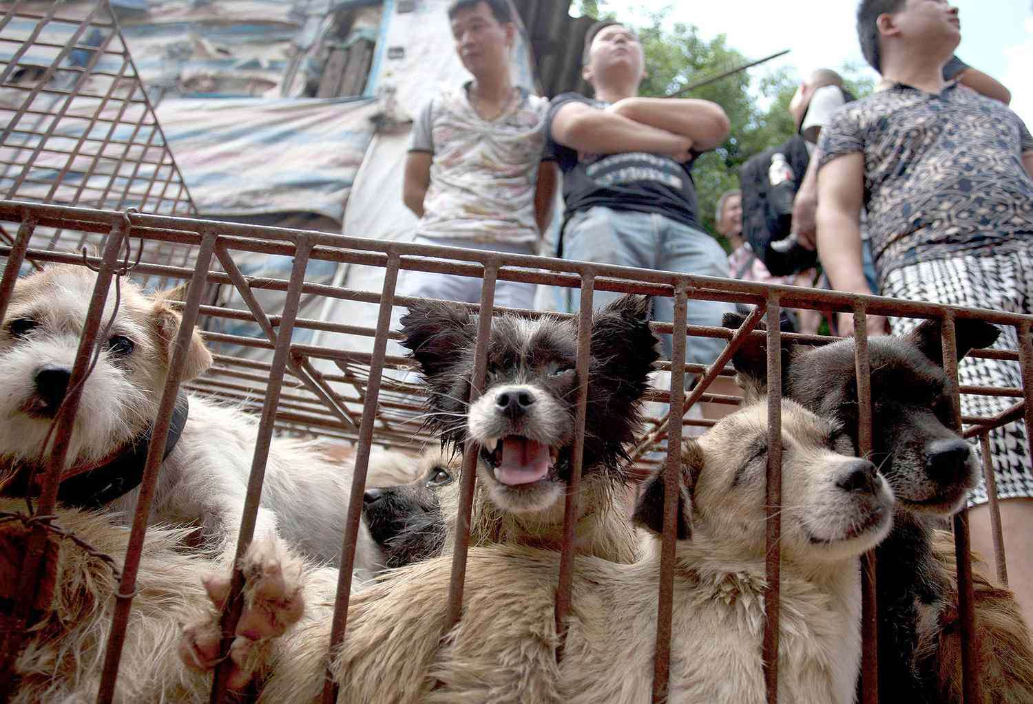 1687592692 yulins dog meat festival 4b924feae2aa45cd90c159779b375799