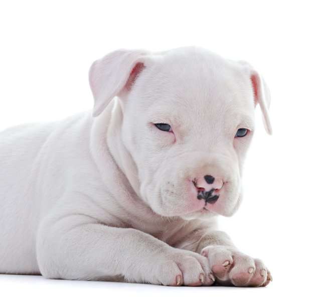 1687593717 what colors and patterns does a pitbull come in 1