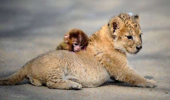 1687679446 lion, cub, monkey, friend 393461