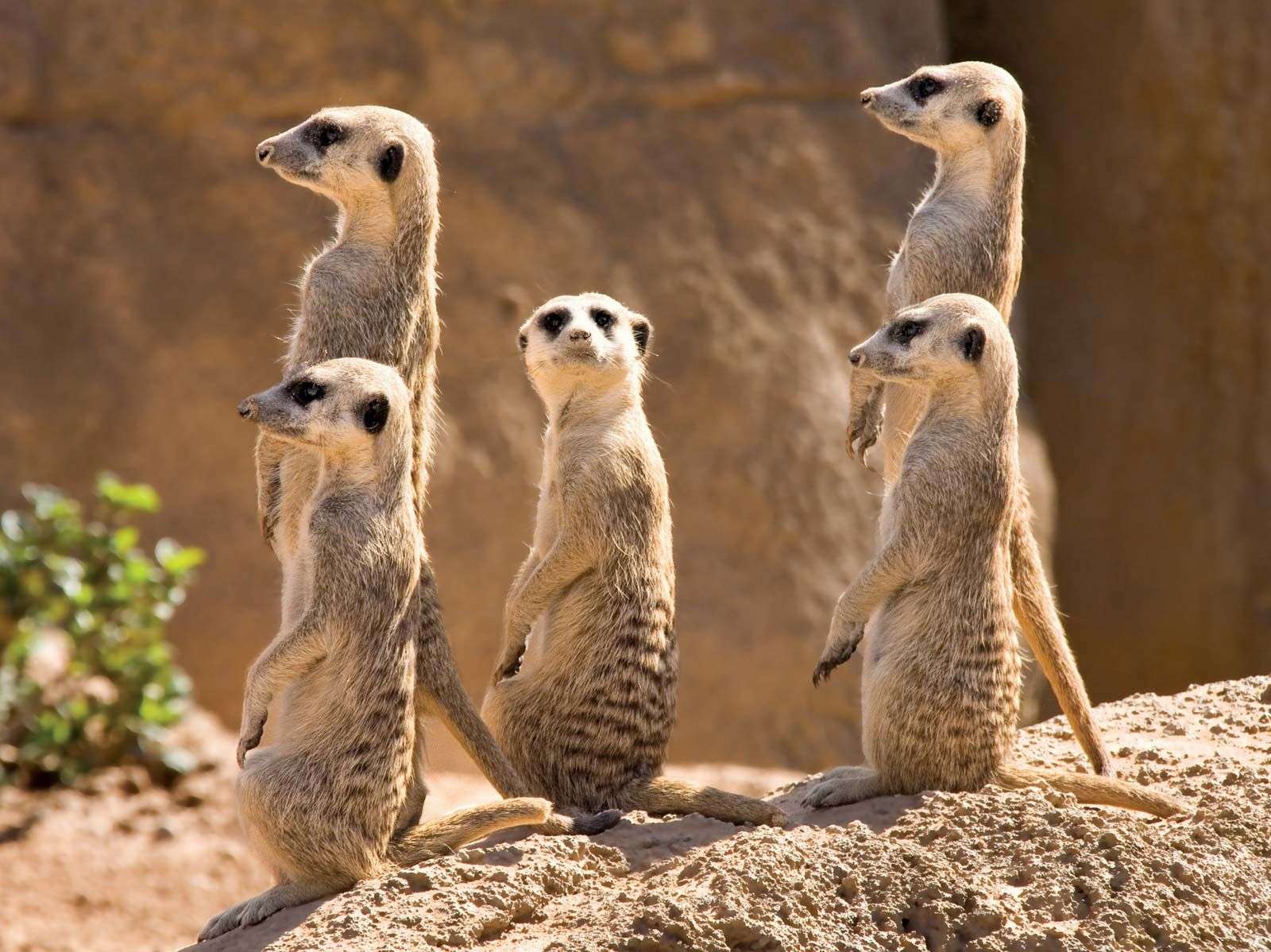 1687790584 meerkats members mongoose family africa lowlands