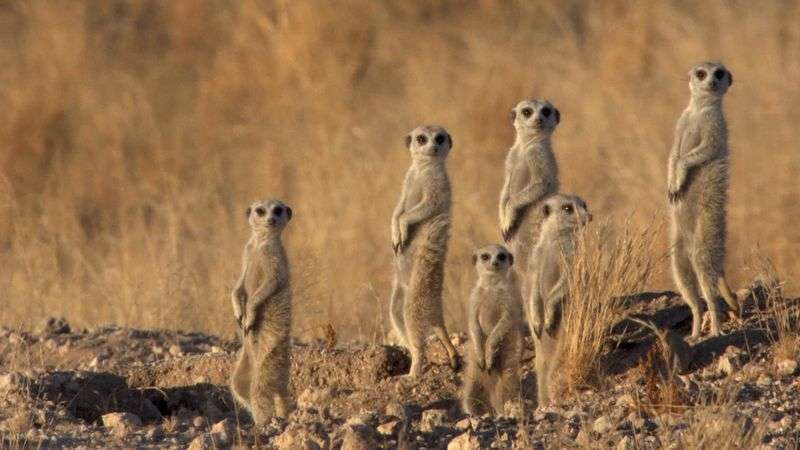 1687790592 meerkats mother jackal cubs food