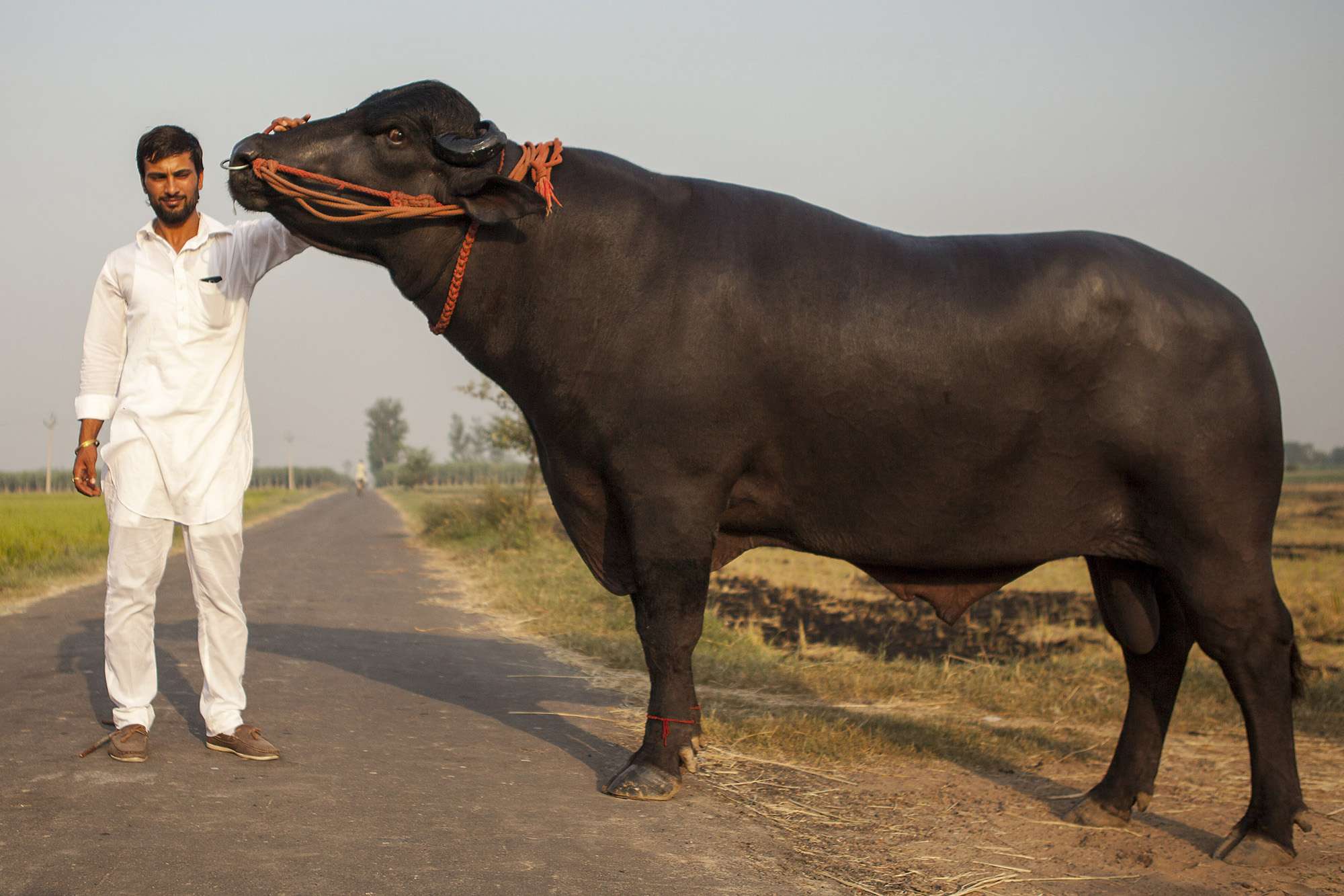 1687849863 million dollar bull 1