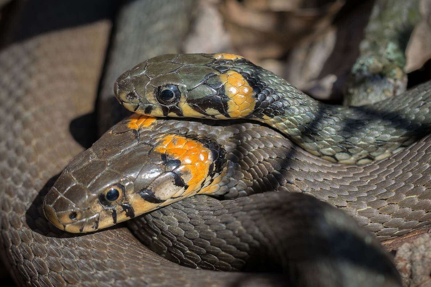1688015897 snake 2291913 1920