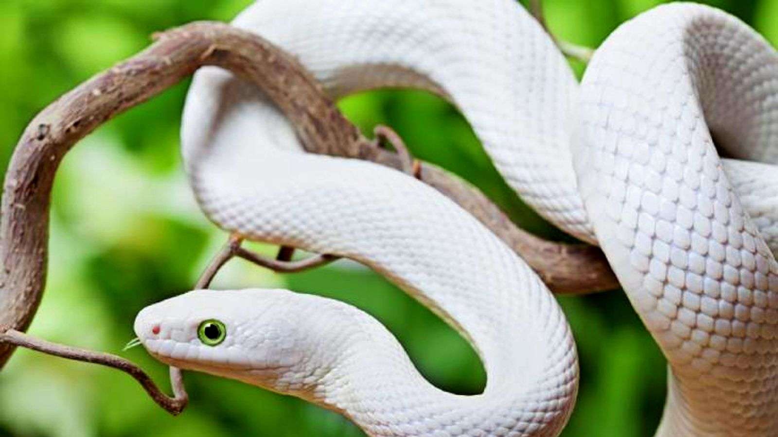 1688015908 dreams of white snakes 1 1623086154