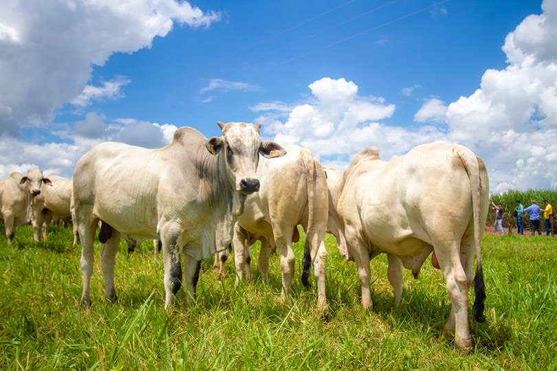 1688192686 herd of nellore breed cattle difgomez shutterstock