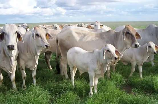 1688192694 nelore cattle