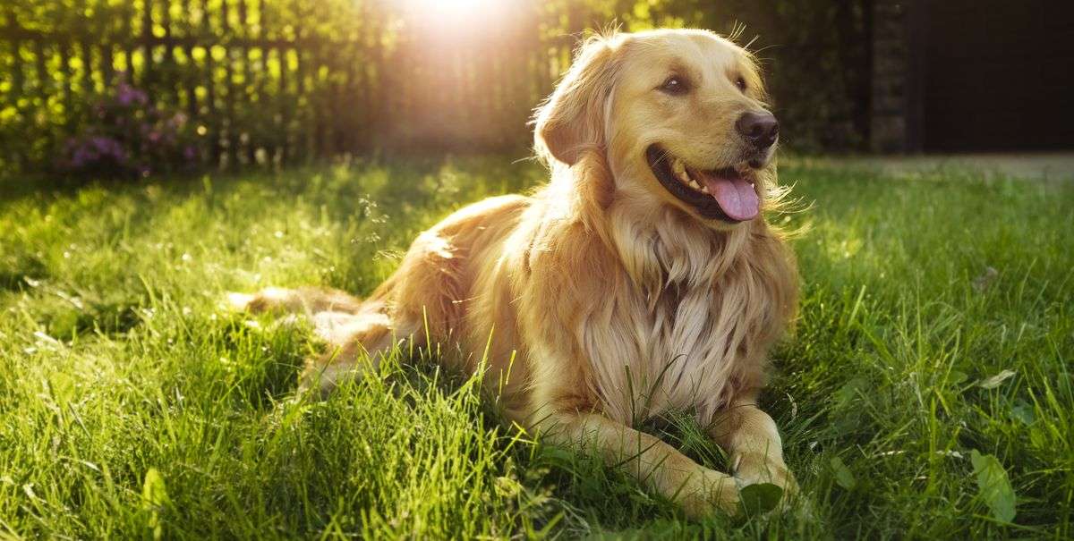 1688283677 golden retriever royalty free image 506756303 1560962726