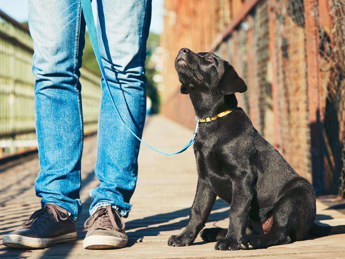 1688283689 dog walker