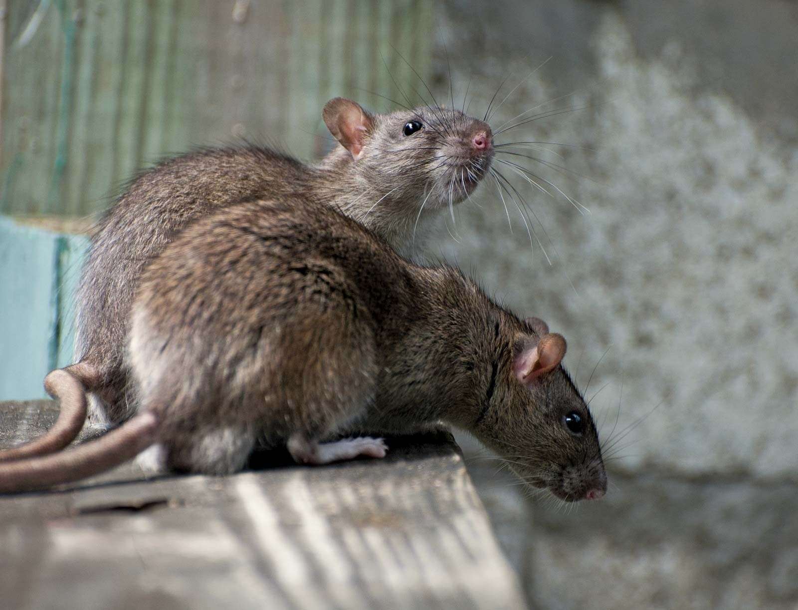 1688292159 rats wood surface