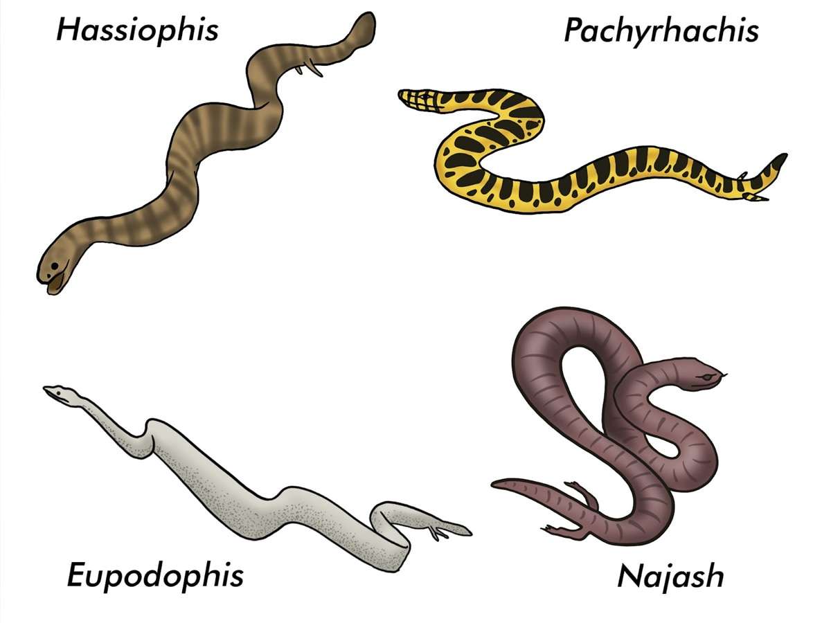 1688385439 snake 4