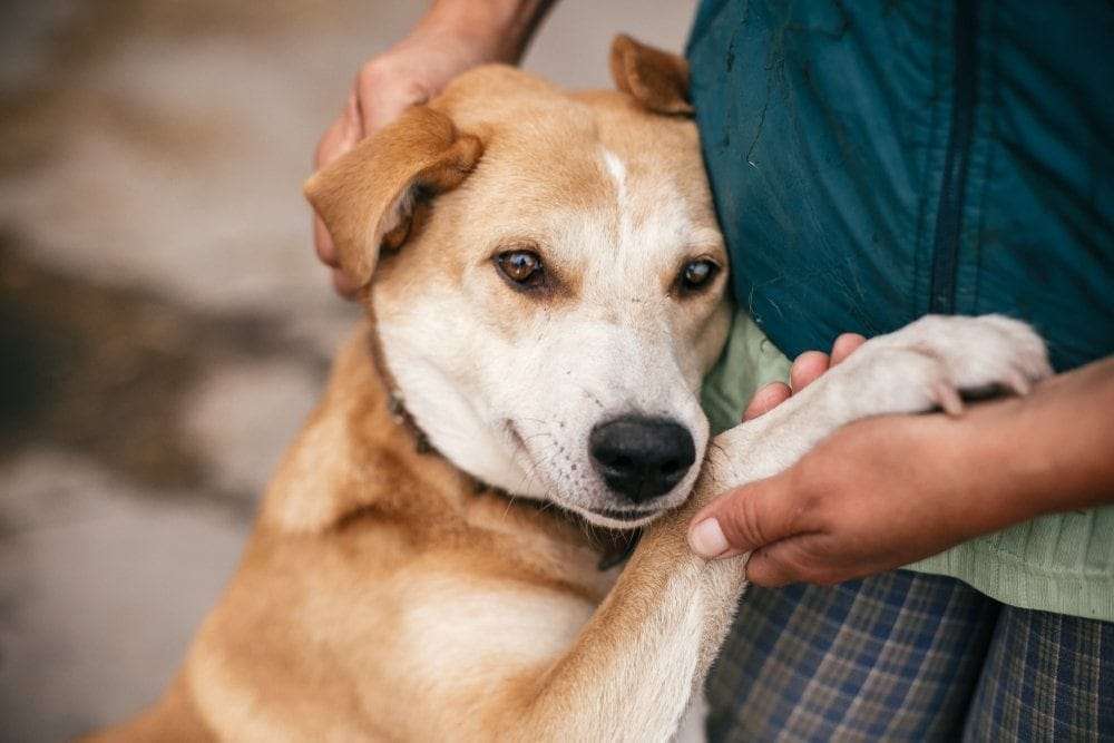 1689314119 dog hugging owner bogdan sonjachnyj shutterstock