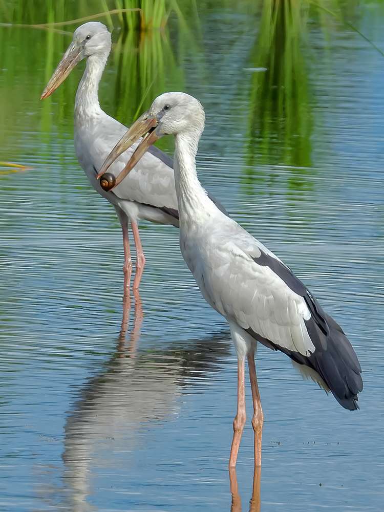 1689663025 pair of asian openbill 28anastomus oscitans 29 by shantanu kuveskar