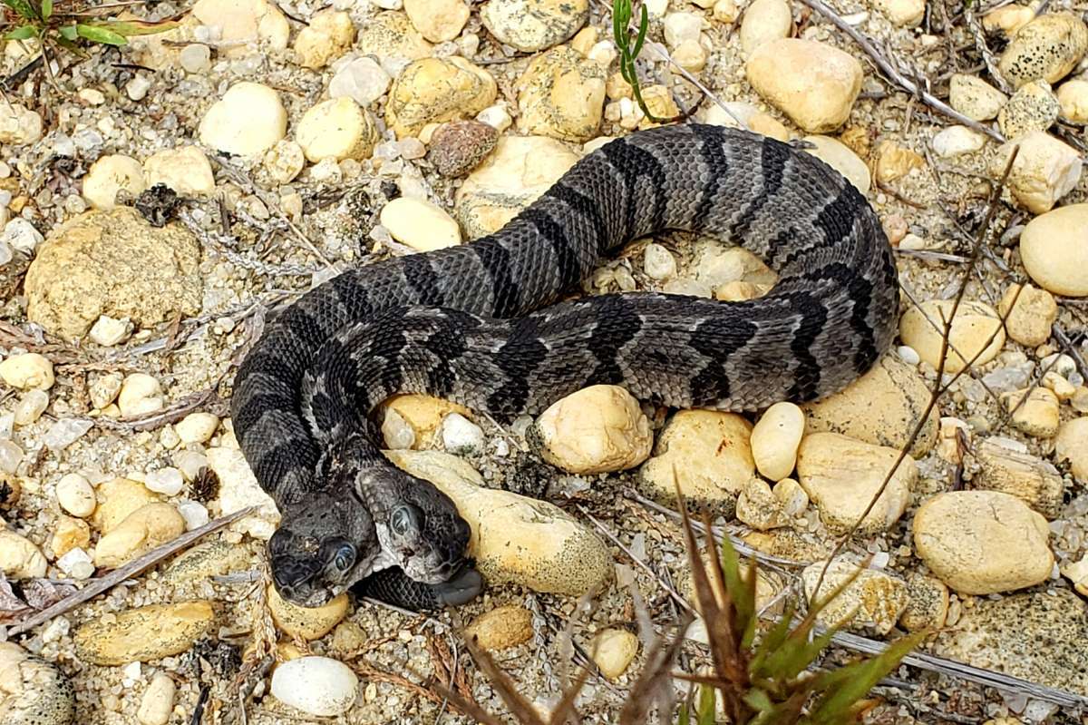 1689677636 snake 1577706037
