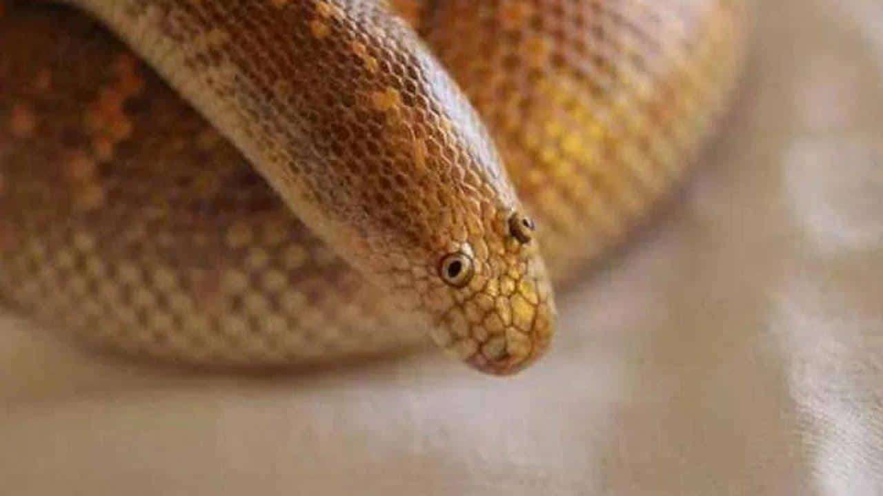 1689677739 arabian sand boa 1
