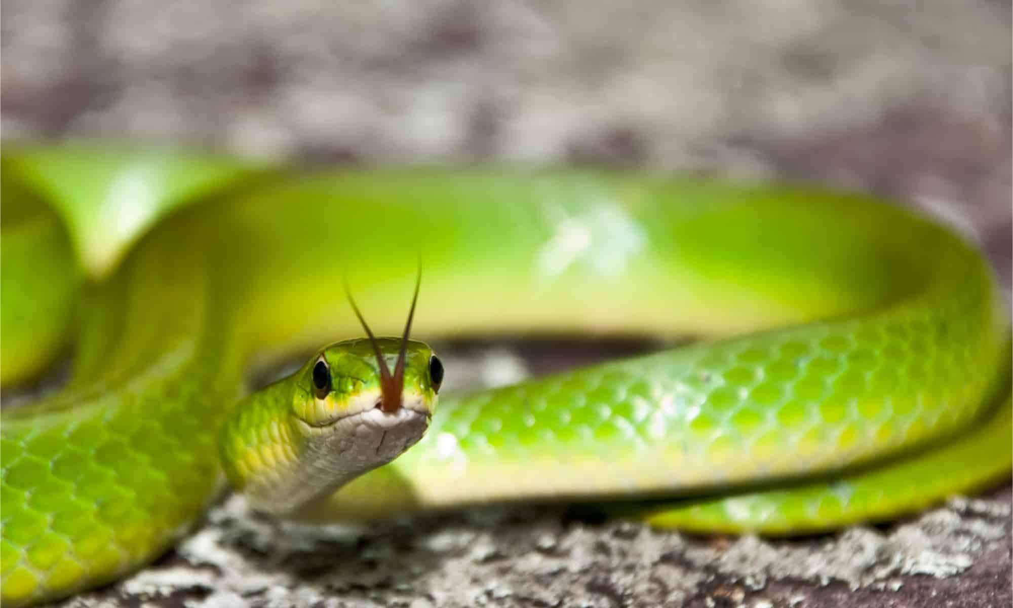 1689687232 smooth green snake