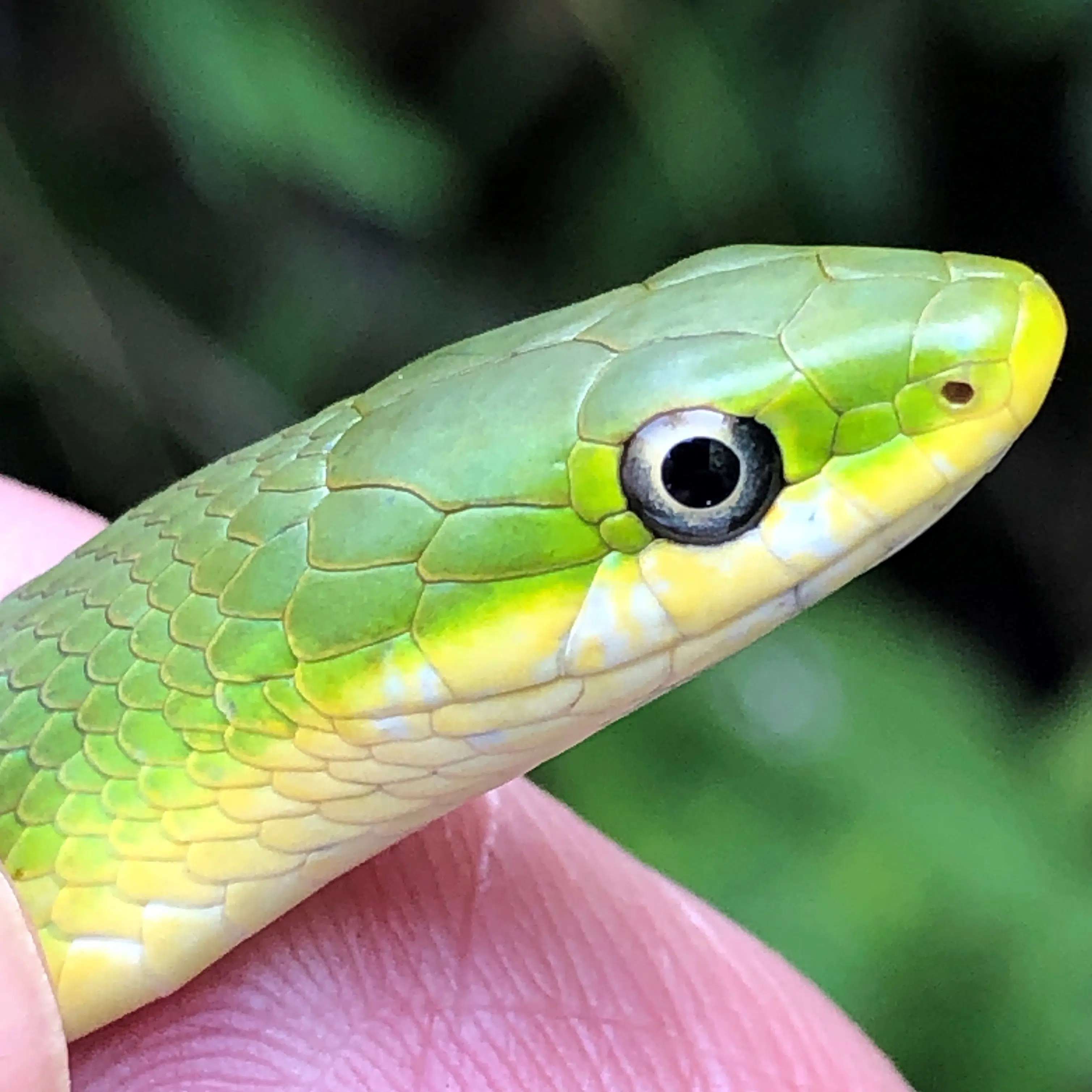 1689687278 greensnake head square