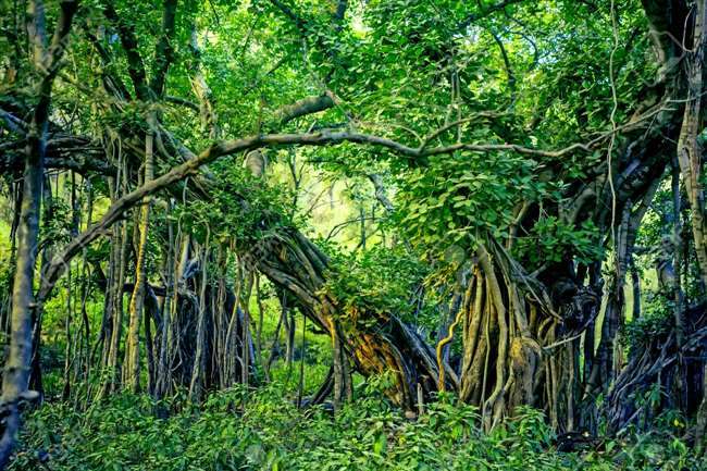 1689916942 06 07 2020 jungle tree 20479547