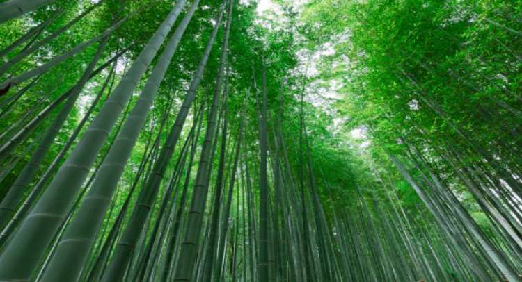 1689916968 15 09 342042253tree bamboo ll
