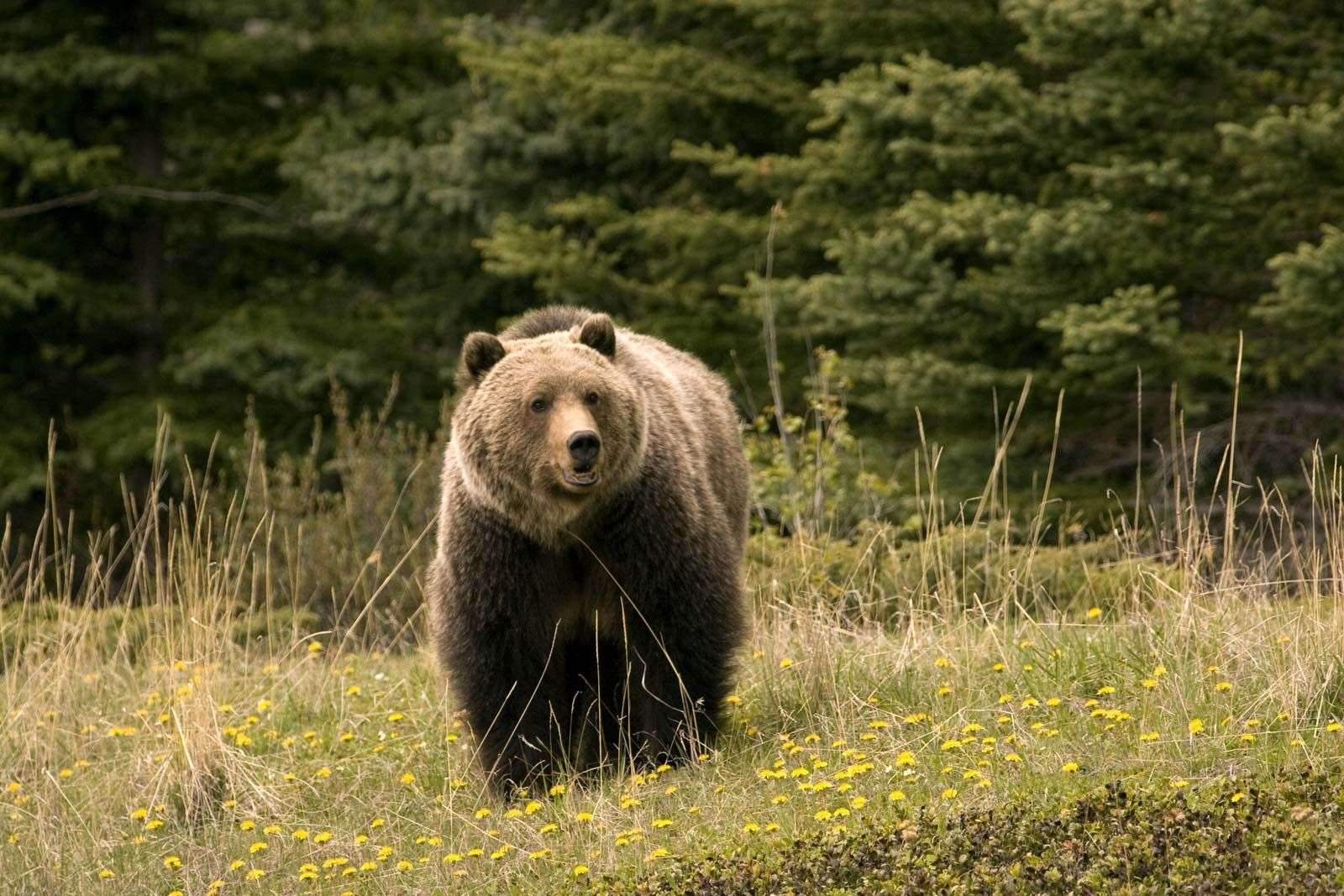 1693925678 grizzly bear jasper national park canada alberta