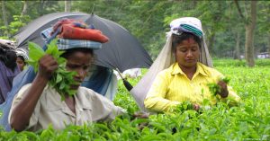 Crisis in the tea industry