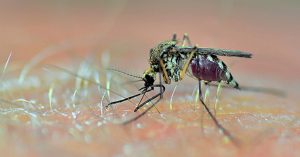 Dengue : झारखंड में पांव पसार रहा डेंगू-मलेरिया,24 से ज्यादा लोगों के बीमार होने की सूचना