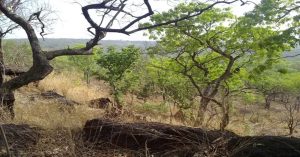 Senegal: सेनेगल के जीव-जंतुओं से समृद्ध राष्ट्रीय उद्यान को UNESCO ने खतरे की सूची से हटाया, संरक्षण के लिए किए प्रयासों को सराहा