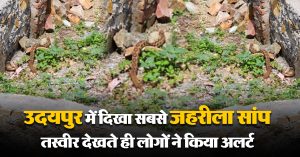 उदयपुर में शख्स को घर के बाहर दिखा सबसे जहरीला सांप Russell’s viper, तस्वीर देखते ही लोगों ने किया अलर्ट
