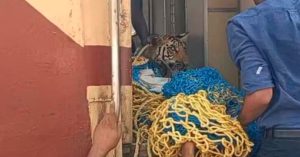 MP News: ट्रेन की चपेट में आने से एक बाघ की मौत, 2 घायल